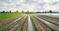 Agricultural land affected by flooding. Flooded field. The consequences of rain. Agriculture and farming. Natural disaster and