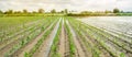 Agricultural land affected by flooding. Flooded field. The consequences of rain. Agriculture and farming. Natural disaster and