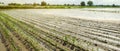 Agricultural land affected by flooding. Flooded field. The consequences of rain. Agriculture and farming. Natural disaster and