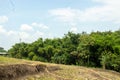 agricultural land bordering a bamboo environment during the day Royalty Free Stock Photo
