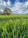 Agricultural land with a crop of barley - Yorkshire - United Kingdom Royalty Free Stock Photo