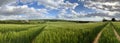 Agricultural land with a crop of barley - Yorkshire - United Kingdom Royalty Free Stock Photo