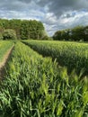 Agricultural land with a crop of barley - Yorkshire - United Kingdom Royalty Free Stock Photo