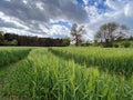 Agricultural land with a crop of barley - Yorkshire - United Kingdom Royalty Free Stock Photo