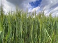 Agricultural land with a crop of barley - Yorkshire - United Kingdom Royalty Free Stock Photo