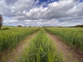 Agricultural land with a crop of barley - Yorkshire - United Kingdom Royalty Free Stock Photo