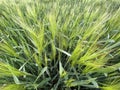 Agricultural land with a crop of barley - Yorkshire - United Kingdom Royalty Free Stock Photo