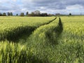 Agricultural land with a crop of barley - Yorkshire - United Kingdom Royalty Free Stock Photo