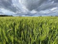 Agricultural land with a crop of barley - Yorkshire - United Kingdom Royalty Free Stock Photo