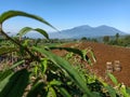 Agricultural land in fertile tropical mountains.
