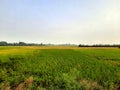 Agricultural land full of grown Paddy plants