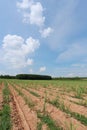 Agricultural land is growing sugar cane.