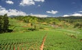 Agricultural land in Nilgiris near Ooty Royalty Free Stock Photo