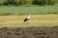 A lone stork preying on a meadow.