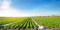 Agricultural land with potato plantations. Growing organic vegetables in the field. Vegetable rows. Agriculture. Farming. Royalty Free Stock Photo
