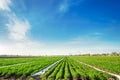 Agricultural land with potato plantations. Growing organic vegetables in the field. Vegetable rows. Agriculture. Farming. Royalty Free Stock Photo