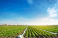 Agricultural land with potato plantations. Growing organic vegetables in the field. Vegetable rows. Agriculture. Farming. Royalty Free Stock Photo