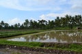 Agricultural land that was once a disaster area