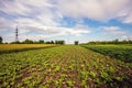 Arable field with green beet shoots on a sunny day Royalty Free Stock Photo