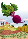 Agricultural landscape, with beetroot.