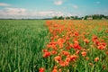 Blooming poppies (Papaver) field and green wheat field Royalty Free Stock Photo