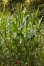 Agricultural landscape with corn plants maize with green leaves in small organic farm field