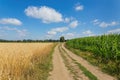 Agricultural landscape with country road corn field and cereal plants Royalty Free Stock Photo