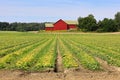 Agricultural Landscape with Cucumber Field Royalty Free Stock Photo