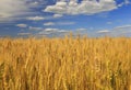 Industrial agricultural landscape with field ears ripe Golden wheat on a farm on a Sunny summer day against a clear clear blue sky Royalty Free Stock Photo