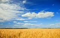 Agricultural landscape with field ears of ripe Golden wheat on summer Sunny day on the background of a clear clear blue sky with Royalty Free Stock Photo