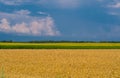 Agricultural landscape. Field of golden wheat with line of sunflowers under stormy sky with clouds Royalty Free Stock Photo