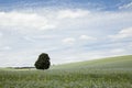 Agricultural landscape with a field of linseed