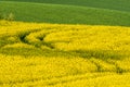 Simple agricultural landscape, fields of yellow colza with curly path Royalty Free Stock Photo