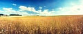 Agricultural landscape with flax seed field. Nature background Royalty Free Stock Photo