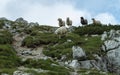 Agricultural landscape flock of sheeps