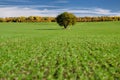 Agricultural landscape. Green field and lonely tree in sunny day Royalty Free Stock Photo