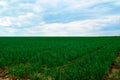 agricultural landscape. Green grass wheat field under blue sky and white clouds during the daytime rural view Royalty Free Stock Photo