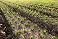 Agricultural landscape with green plantings of lettuce, in backlit sunlight Royalty Free Stock Photo