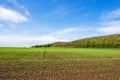 Agricultural landscape with growing crops in early summer