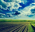 Agricultural landscape of growing fields at spring season