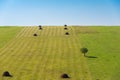 Agricultural landscape, haystacks in row, single tree, blue sky Royalty Free Stock Photo