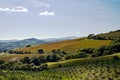 Agricultural landscape with olive. vine plantations and the towers of the city on the hill in Tuscany Royalty Free Stock Photo