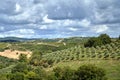 Agricultural landscape with olive and vine plantations in Tuscany Royalty Free Stock Photo