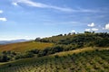 Agricultural landscape with olive and vine plantations in Tuscany Royalty Free Stock Photo