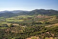 Agricultural landscape with olive and vine plantations in Tuscany Royalty Free Stock Photo