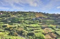 Agricultural Landscape of Portuguese Island Royalty Free Stock Photo
