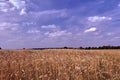 Agricultural landscape with ripe cereals in summer