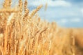 Agricultural landscape with road runs through field with ears of ripe Golden wheat on a farm on a Sunny summer day