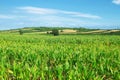 Agricultural Landscape In Serbia