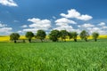 Agricultural landscape at the summer time